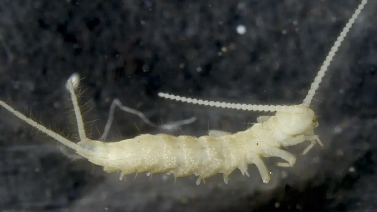 Lepidocampa sikkimensis – New Diplura Species