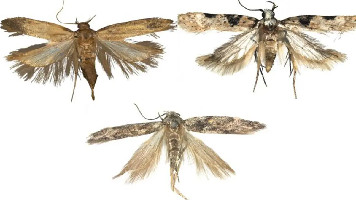 Two new lichen moths discovered in the Eastern Himalayas