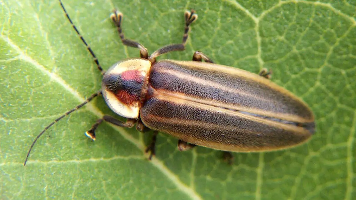New Species of Fireflies Discovered in Meghalaya