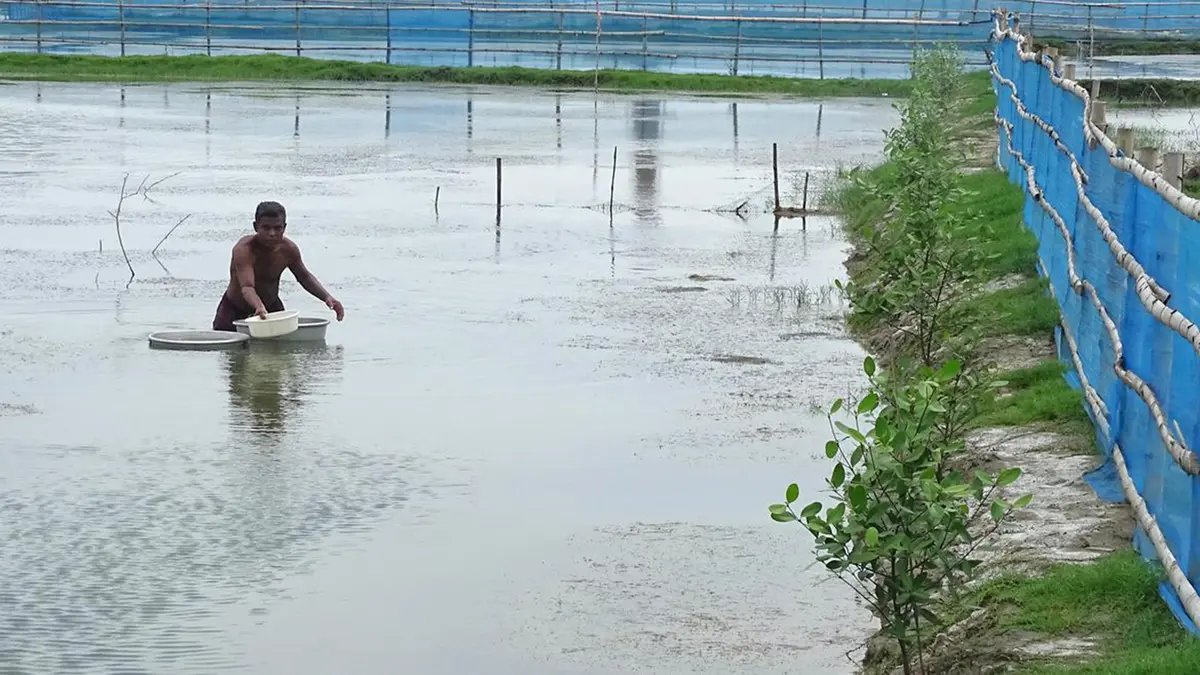 Sustainable Aquaculture in Mangrove Ecosystems (SAIME)