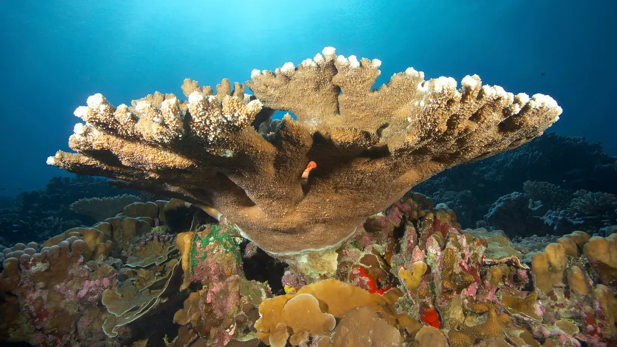 Hard Corals – Guardians of the Reef