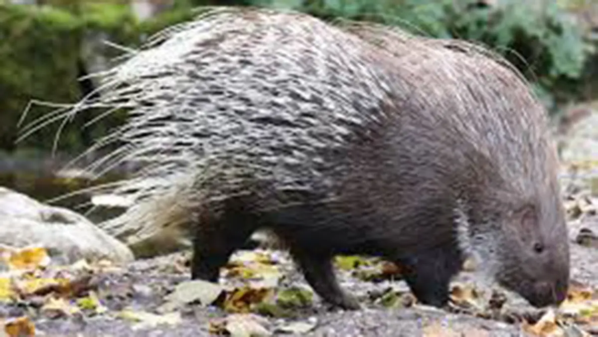 Indian Crested Porcupine Damages Kashmir’s Saffron Fields