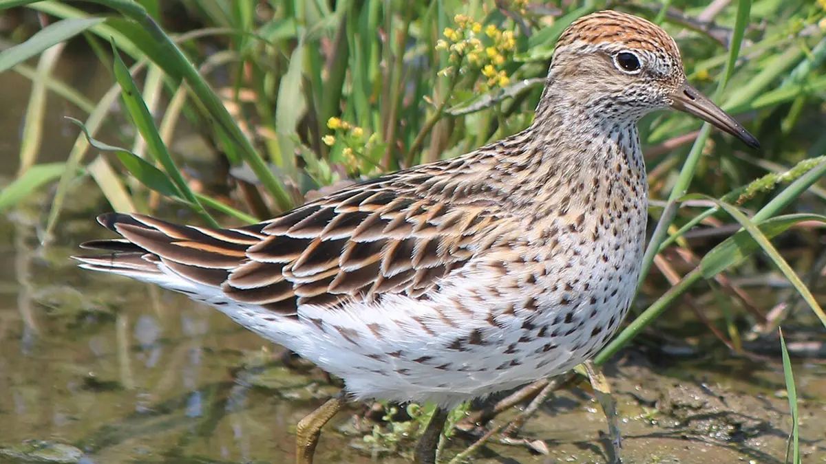 Sharp-tailed Sandpiper: Najafgarh Jheel & Haryana Wetlands