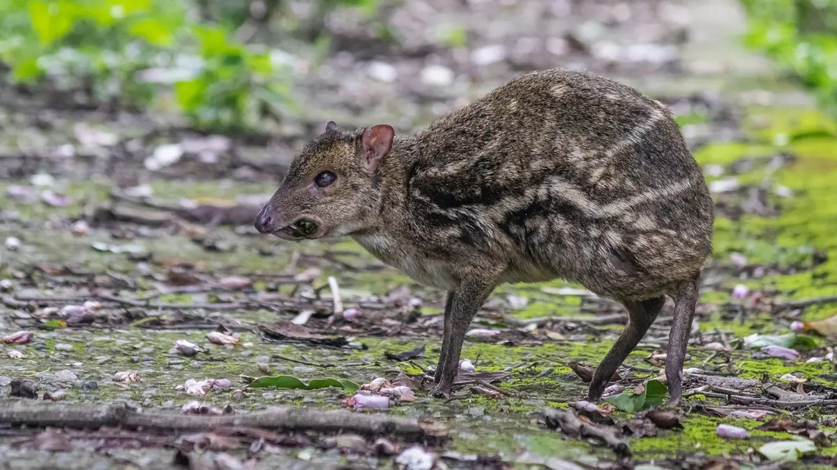 Indian Mouse Deer – Rare sighting in Tungareshwar Sanctuary