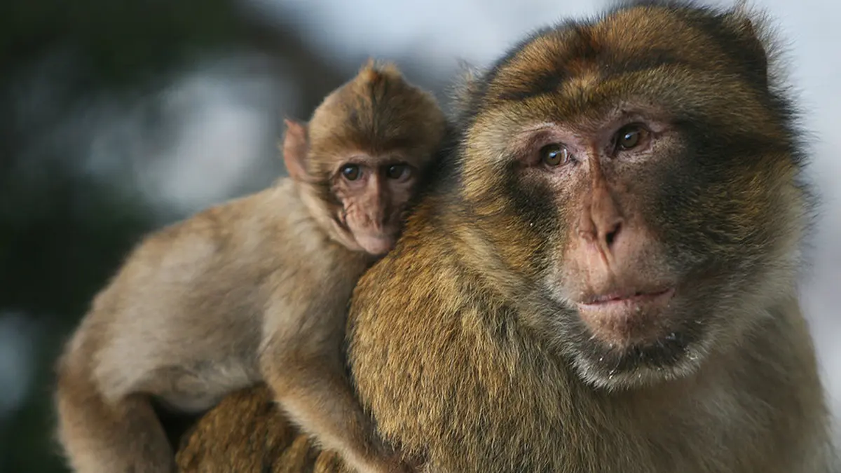 Barbary Macaque and the Habit of Eating Soil