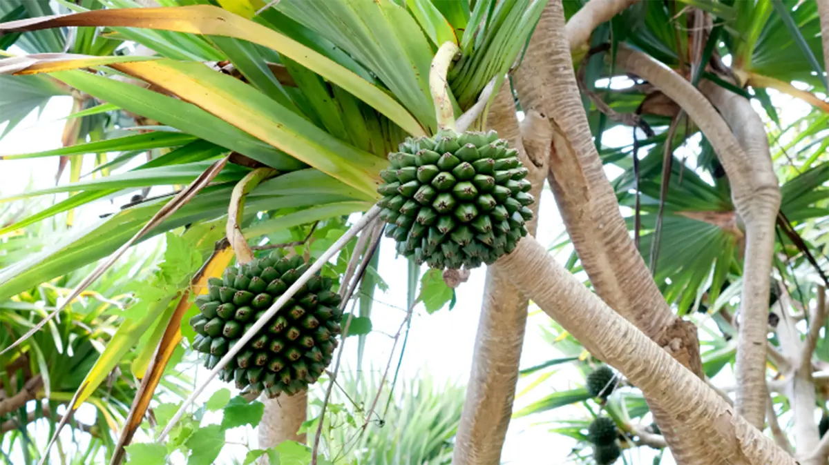 Farmers Turn to Kewra Cultivation Amid Wild Boar Threats