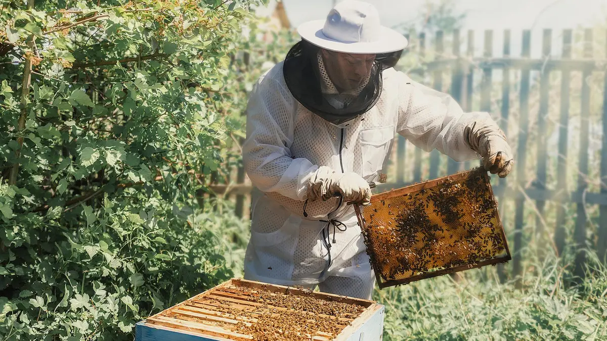 National Beekeeping and Honey Mission (NBHM)