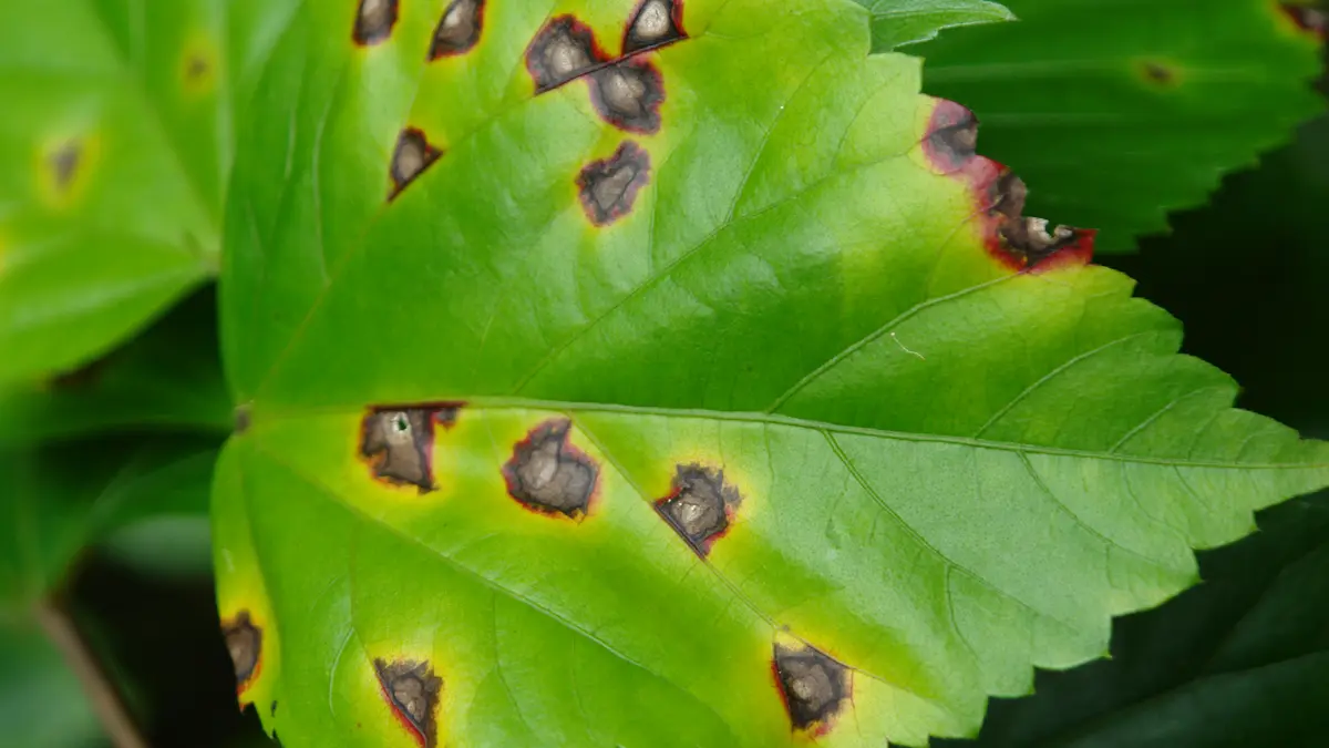 Leaf Spot Diseases in Arecanut Plantations