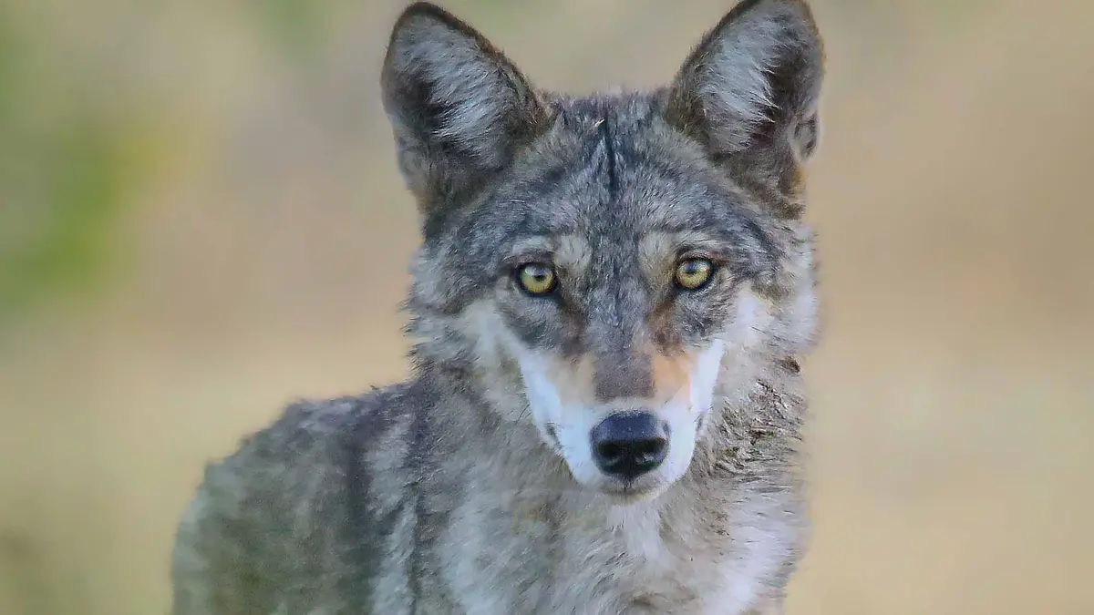 Indian Wolf – An Ancient and Vulnerable Predator