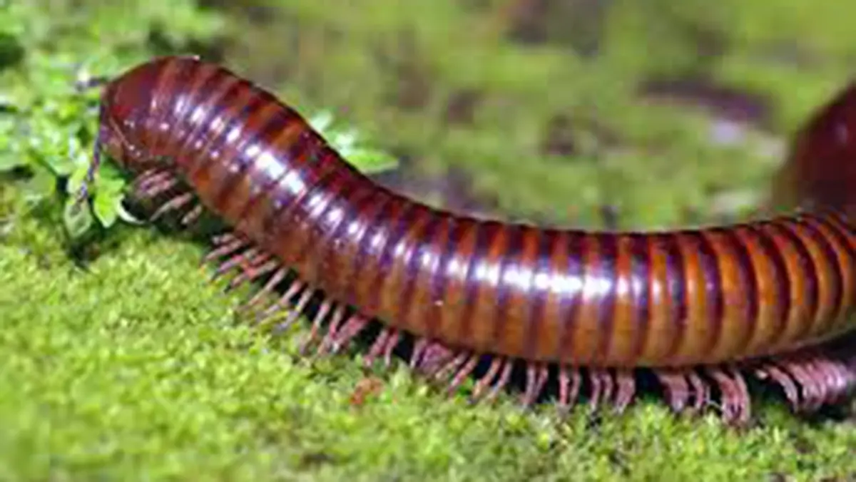 Self‑Cleaning Mechanism of Green Pill Millipede