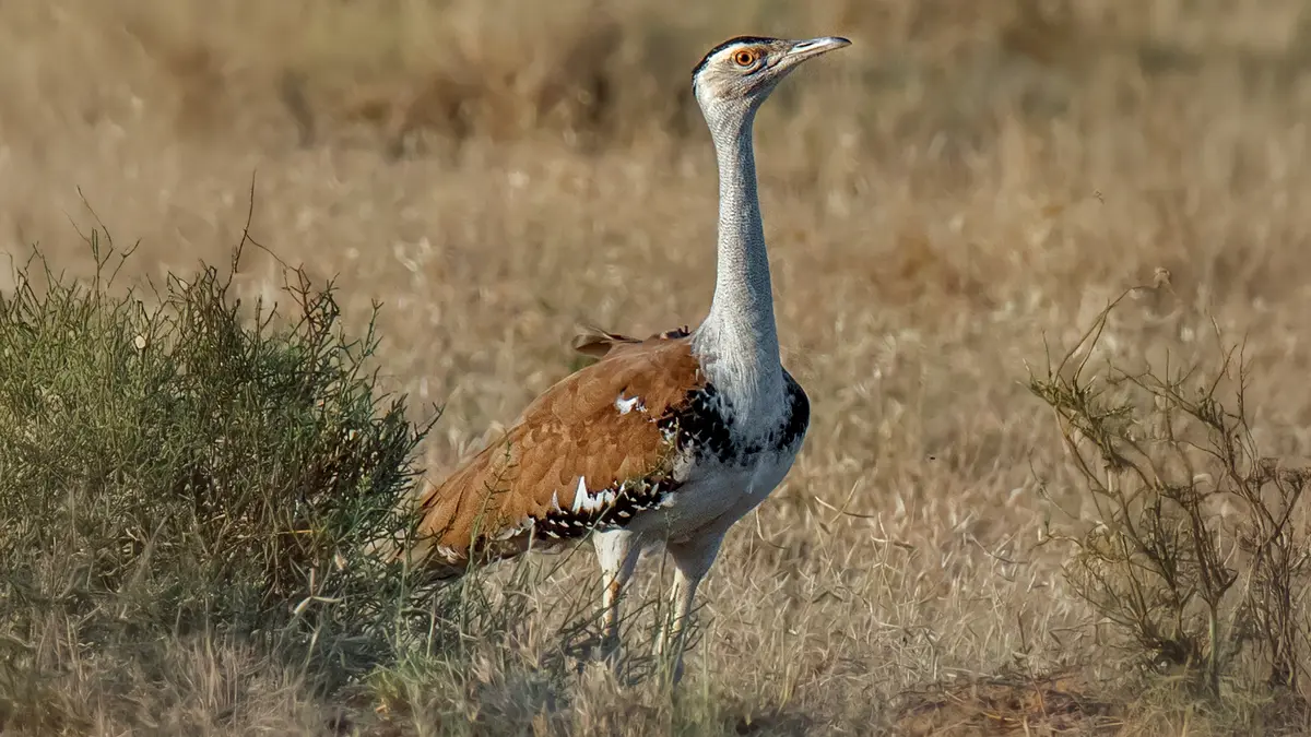 Great Indian Bustard – Captive Breeding Programme Achieves Milestone