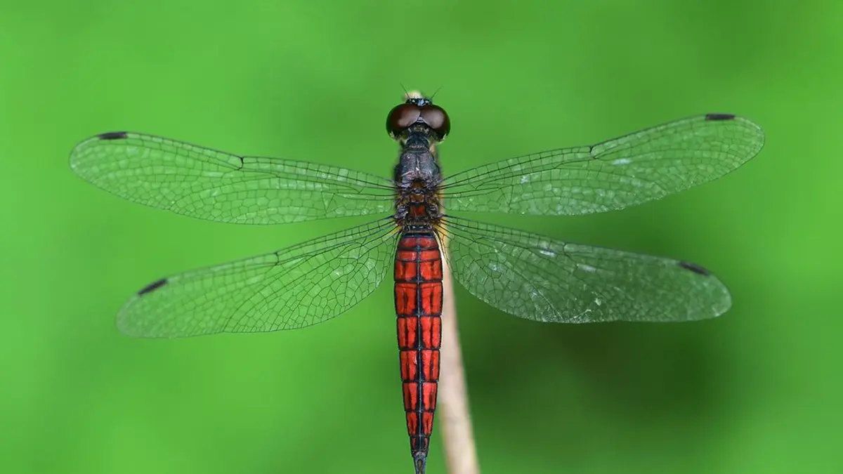 Lyriothemis keralensis – A New Dragonfly from Kerala’s Farmlands