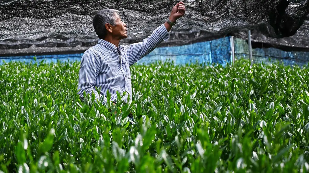 Matcha Tea: History, Preparation Methods & Health Benefits