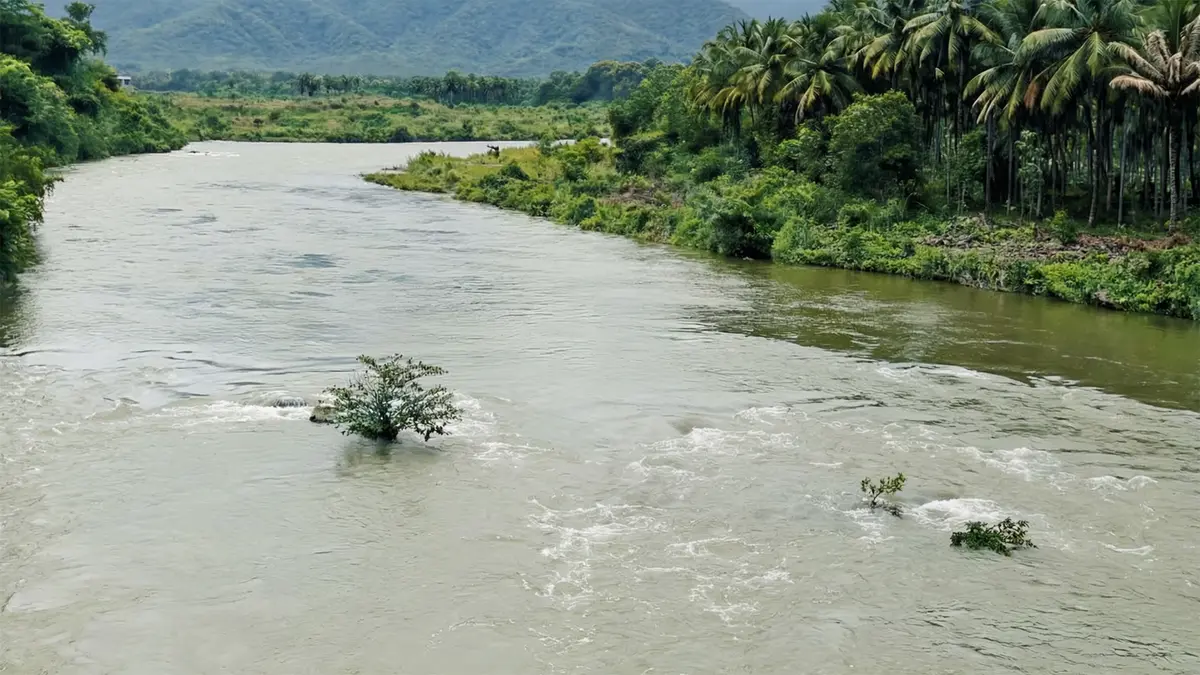 Bhavani River – Water Hyacinth near the Cauvery Confluence