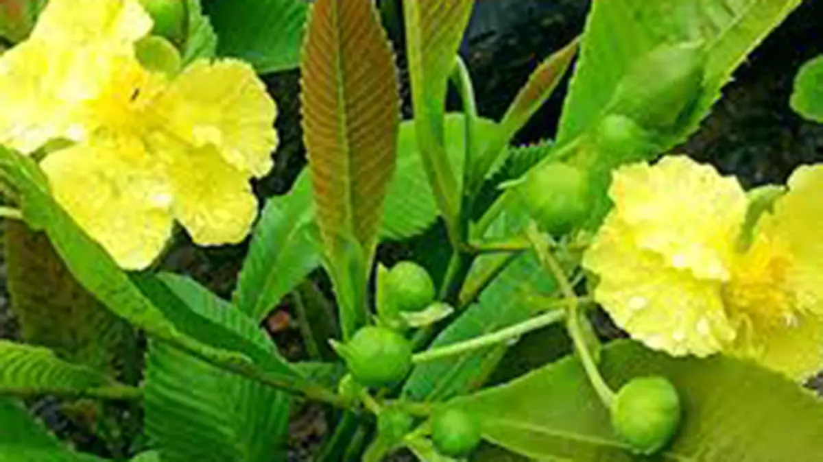 Dillenia nagalim – a rare plant from Manipur