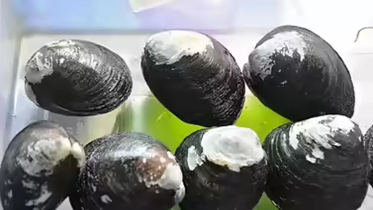 Induced breeding of the Mangrove Clam