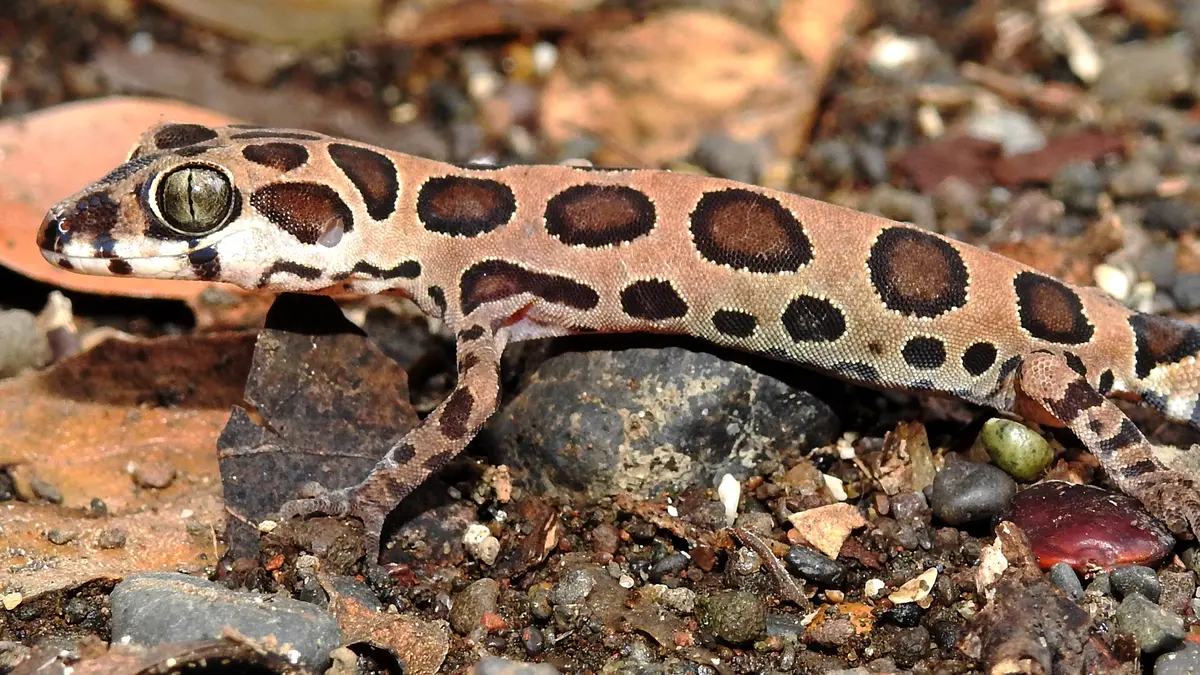 Giri’s Geckoella spotted in Mumbai’s Aarey forest