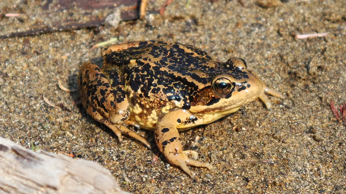 Three New Cascade Frogs Revise India's Amolops Genus