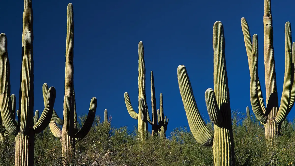 Cacti: Rapid Diversification and the Role of Flower Shape
