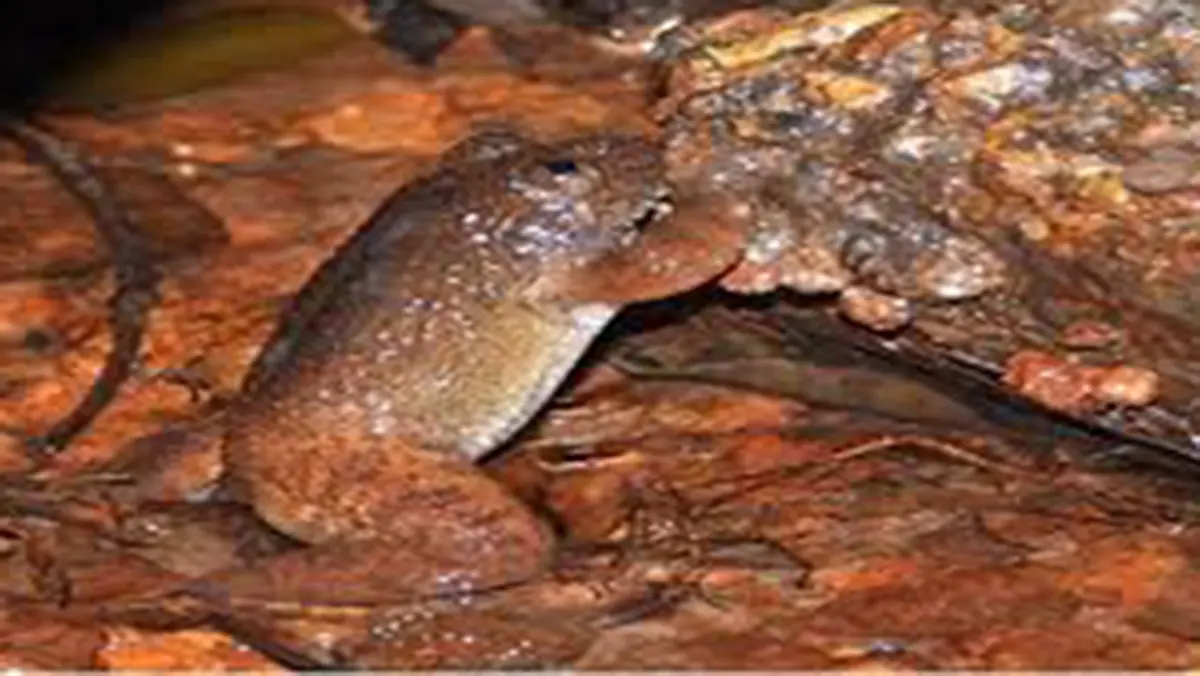 Nyctibatrachus kali – a new night frog species