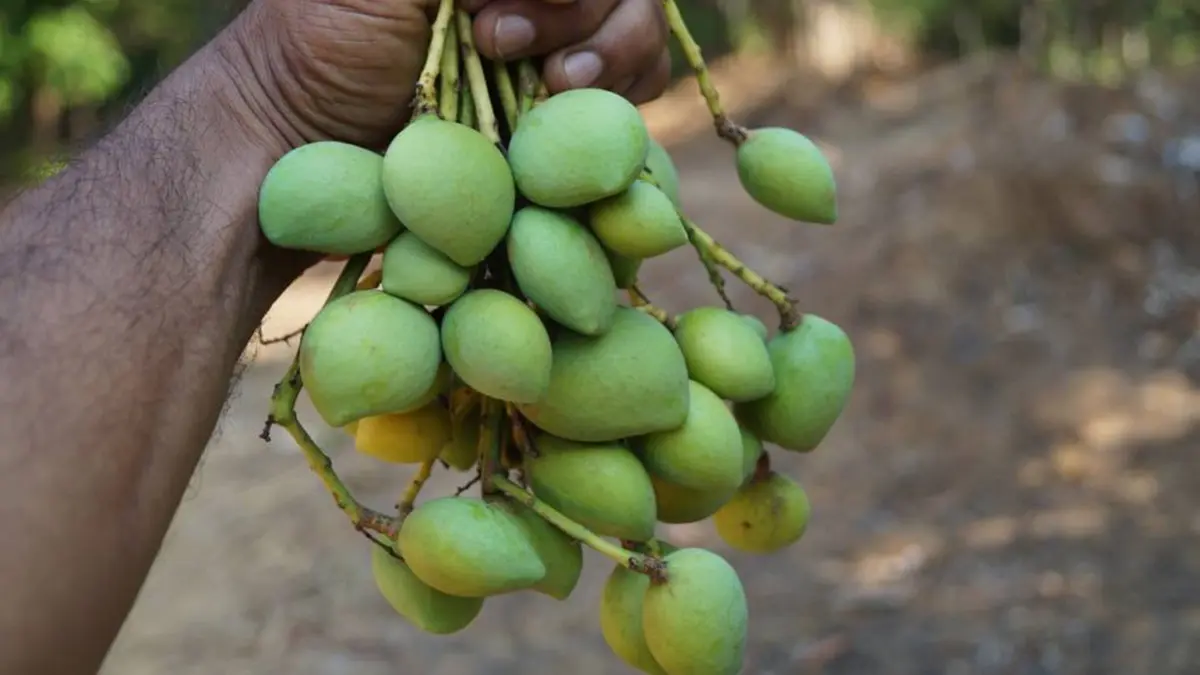 Appemidi Mango – The Tiny Pickling Treasure of Karnataka