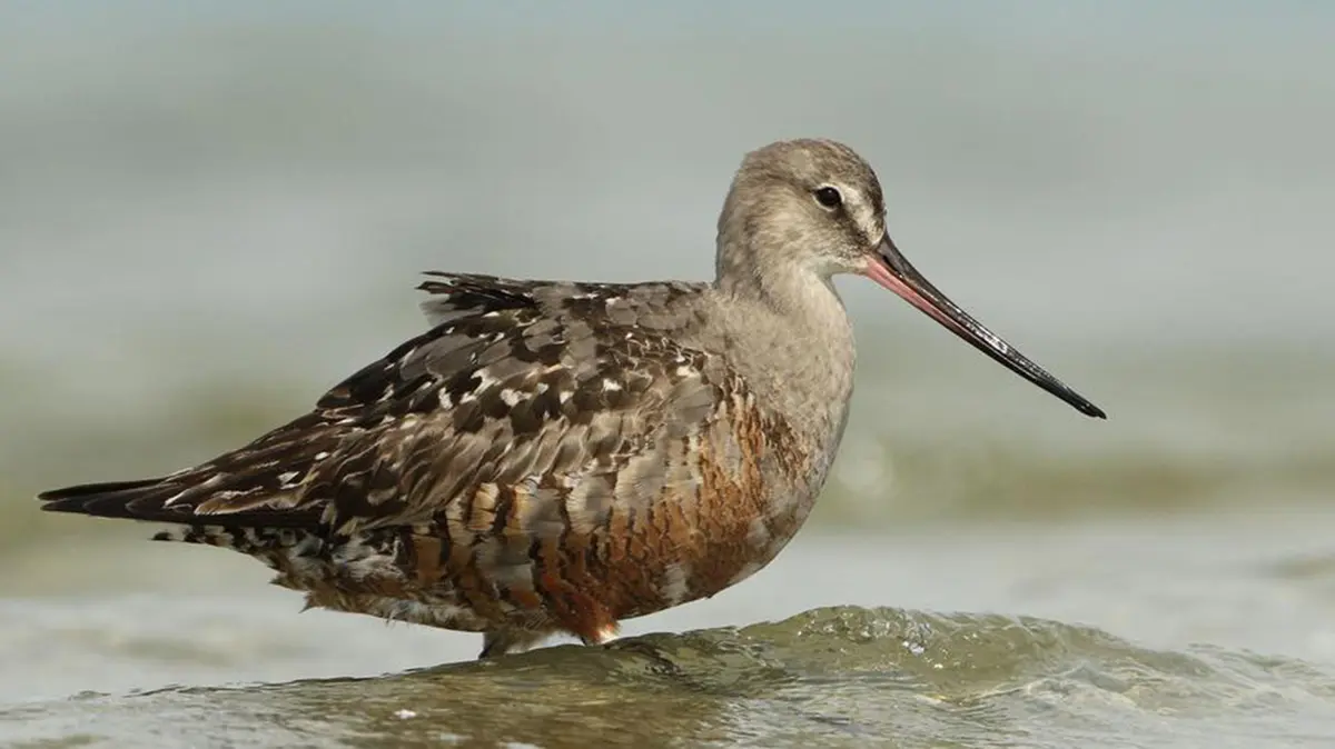 Hudsonian Godwit – Migratory Shorebird at Risk