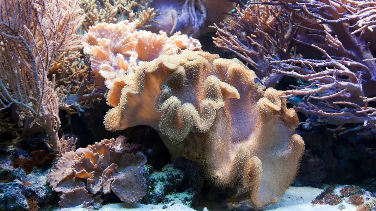 South‑East Asia’s first coral larvae cryobank