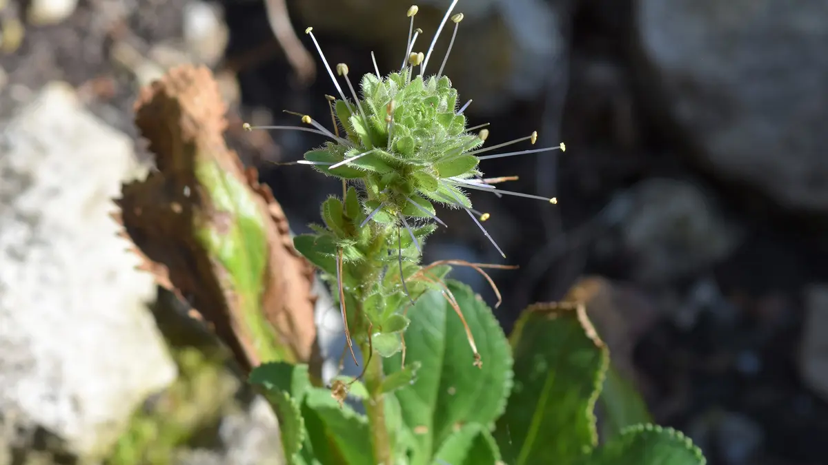 Kutki or Picrorhiza kurrooa – Sustainable Himalayan Cultivation