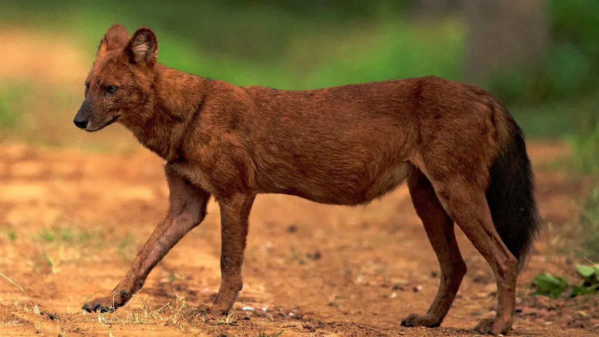 Asiatic Wild Dog (Dhole) Sighting in Ratapani