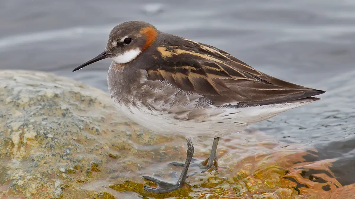 Red‑Necked Phalarope – a rare inland visitor