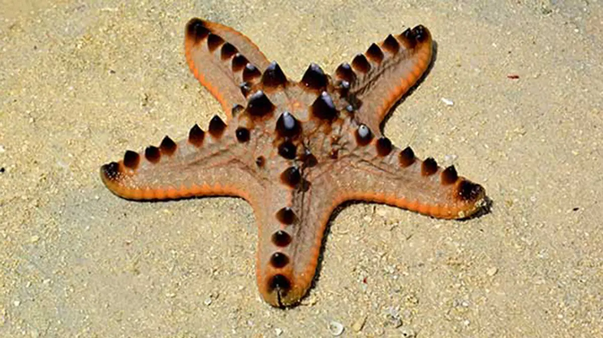 Light‑Guiding Structure in the Chocolate Chip Sea Star