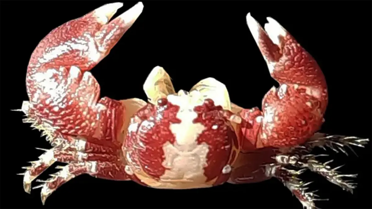 Pachycheles ravichandrani