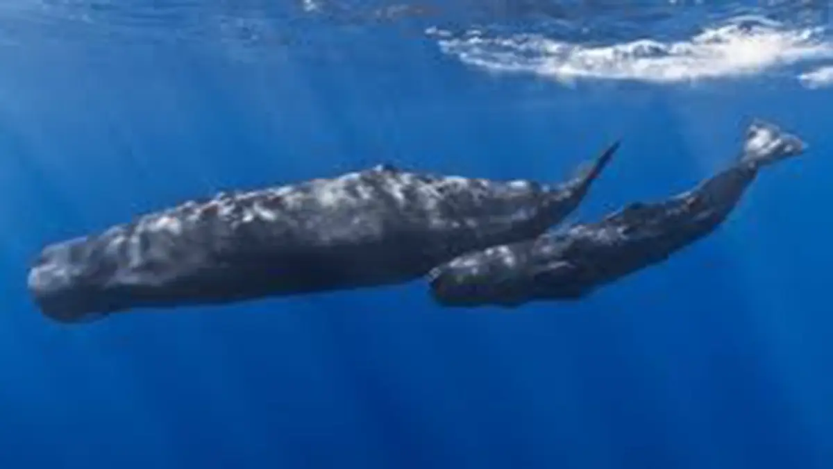 Sperm Whales – Headbutting Behaviour Revealed