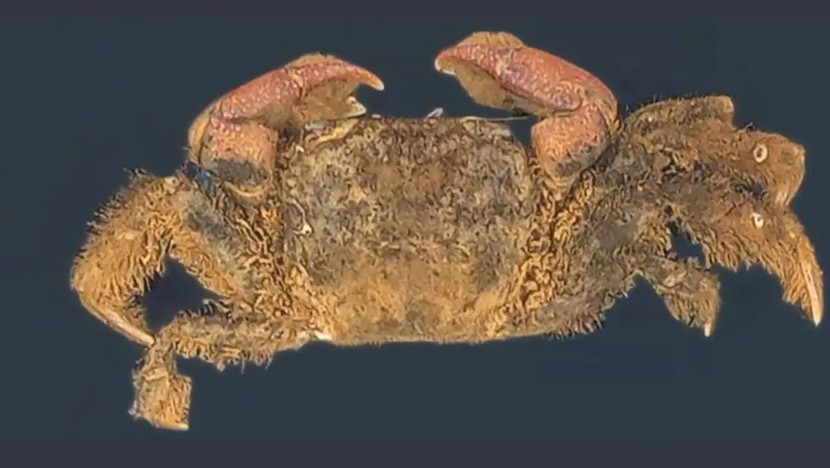 Chhapgarus ngankeeae – new mangrove crab species