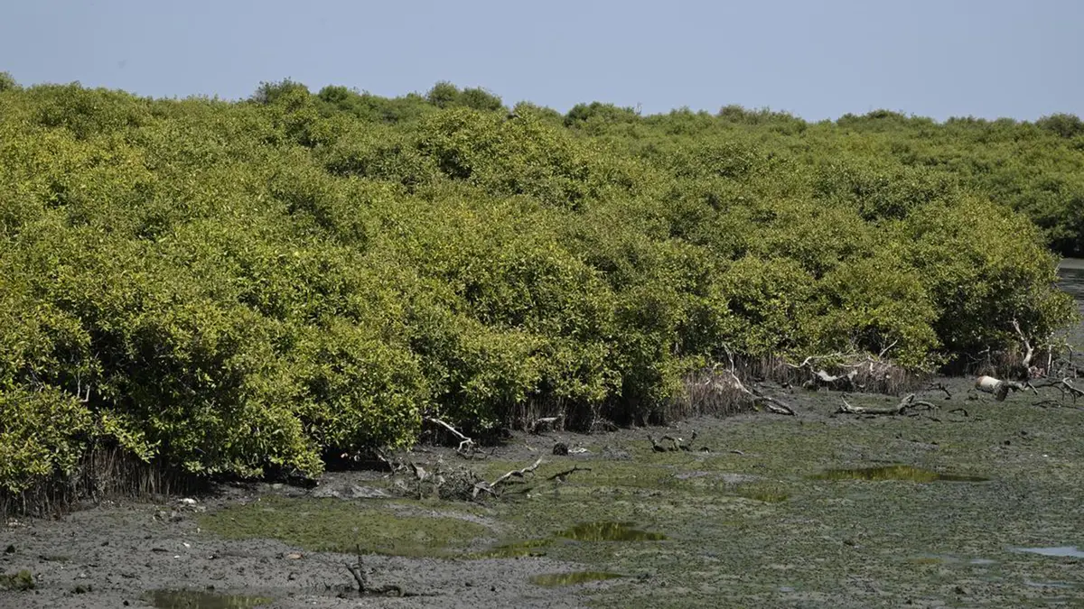 Asan Conservation Reserve: Court Clarifies Mining Safeguards