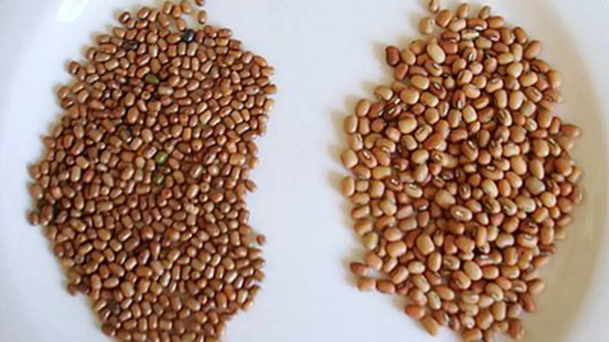 Moth Bean: CAZRI Varieties Survive a 35-Day Dry Spell in Rajasthan