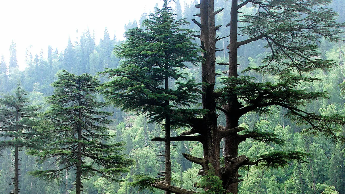 Deodar Trees Reveal Past Climate Patterns