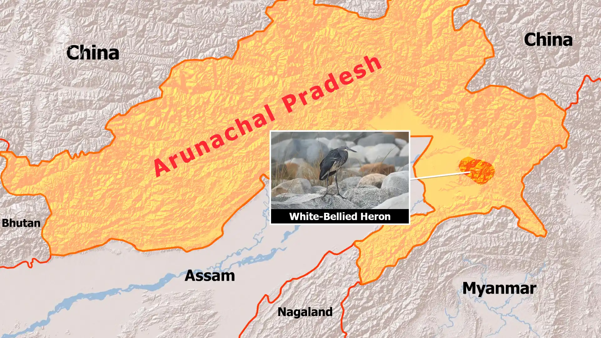 White‑Bellied Heron