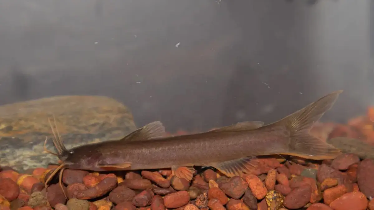 Amblyceps vayavy – New Catfish Species in the Western Ghats