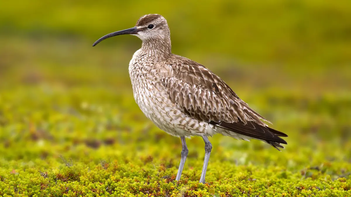 Eurasian Whimbrel: Bird Ringed in 2020 Resighted on Kerala Coast