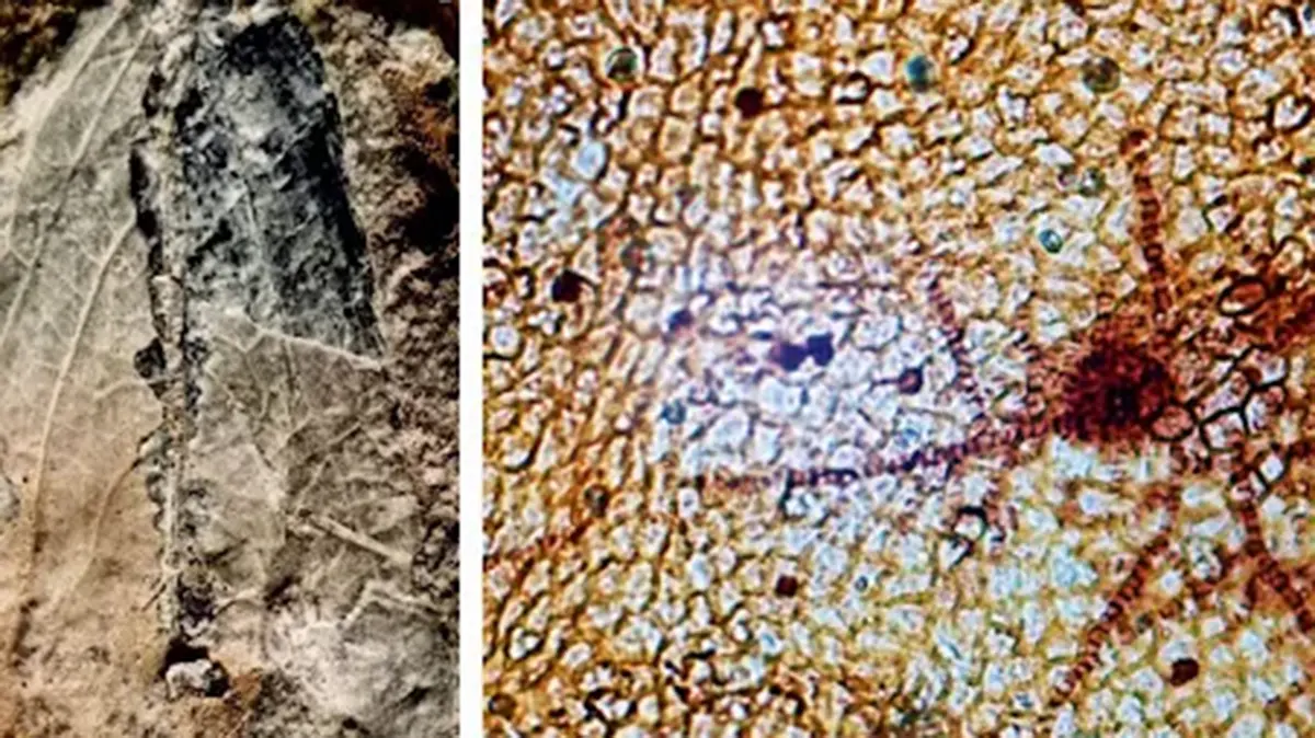 Vizellopsidites miocenicus: New Fossil Fungus on a Himachal Leaf