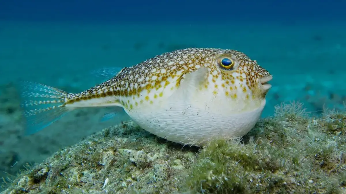 First Confirmed Case of Freshwater Pufferfish Poisoning in India