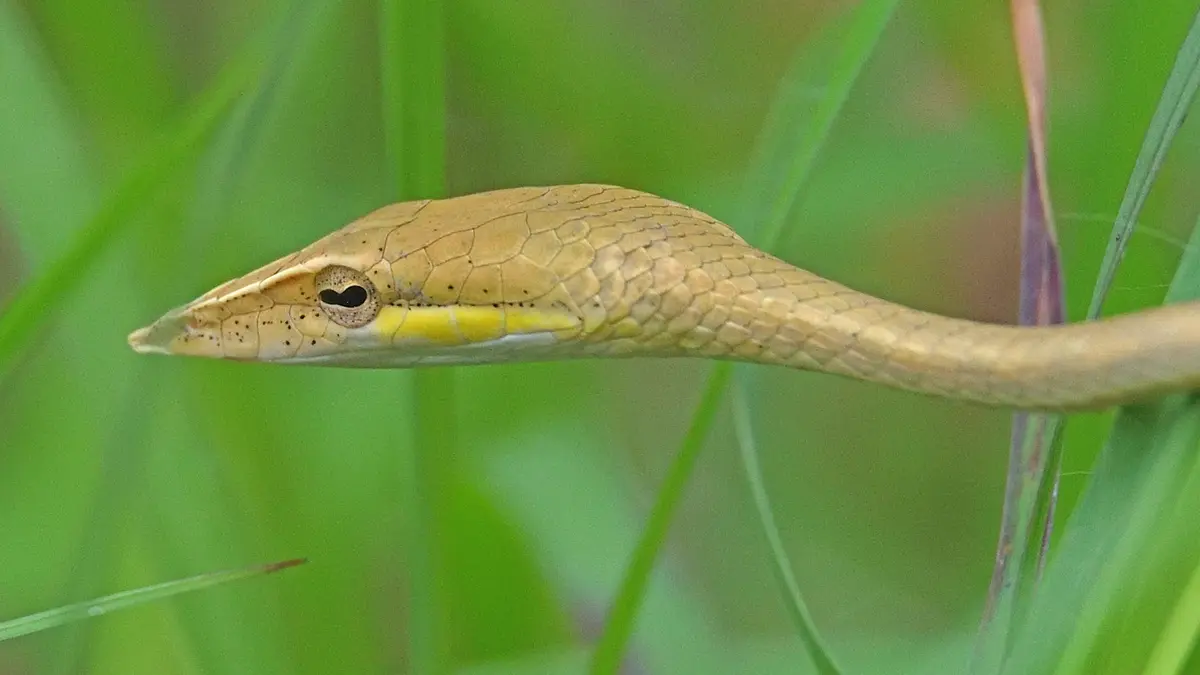 Ahaetulla laudankia: Laudankia Vine Snake