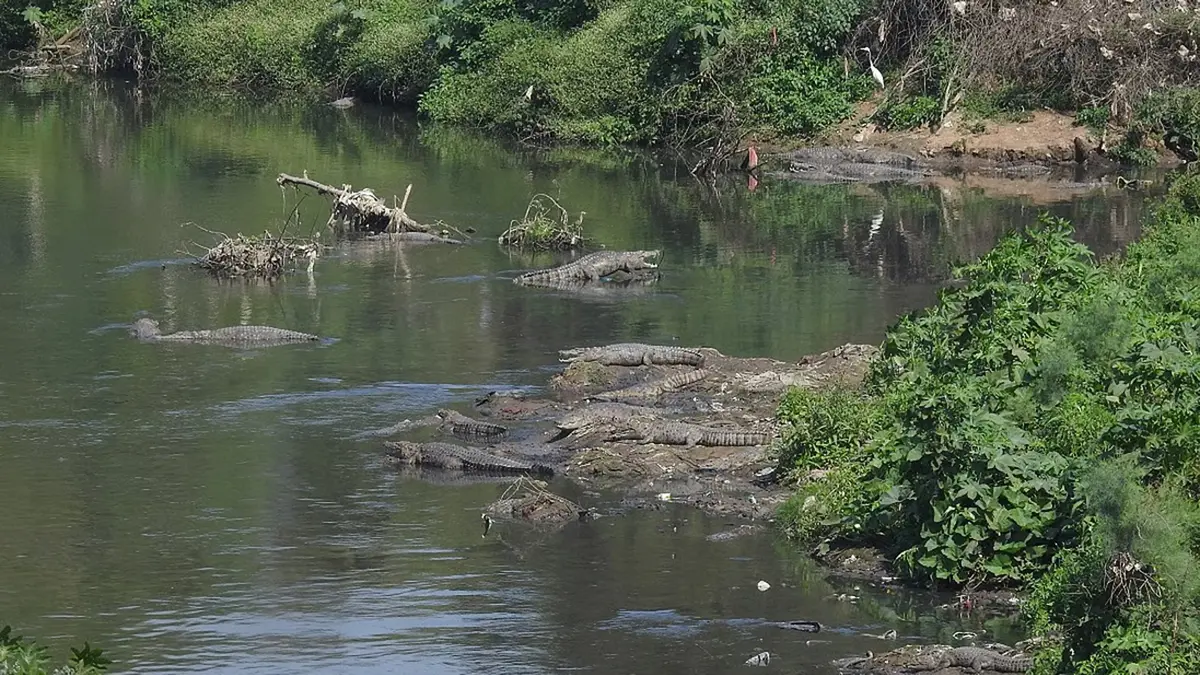 Mugger Crocodile Attack Renews Vishwamitri River Concern