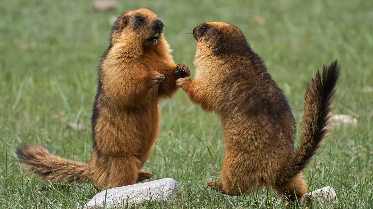 Long-Tailed Marmots Face Pressure on Amarnath Pilgrim Routes