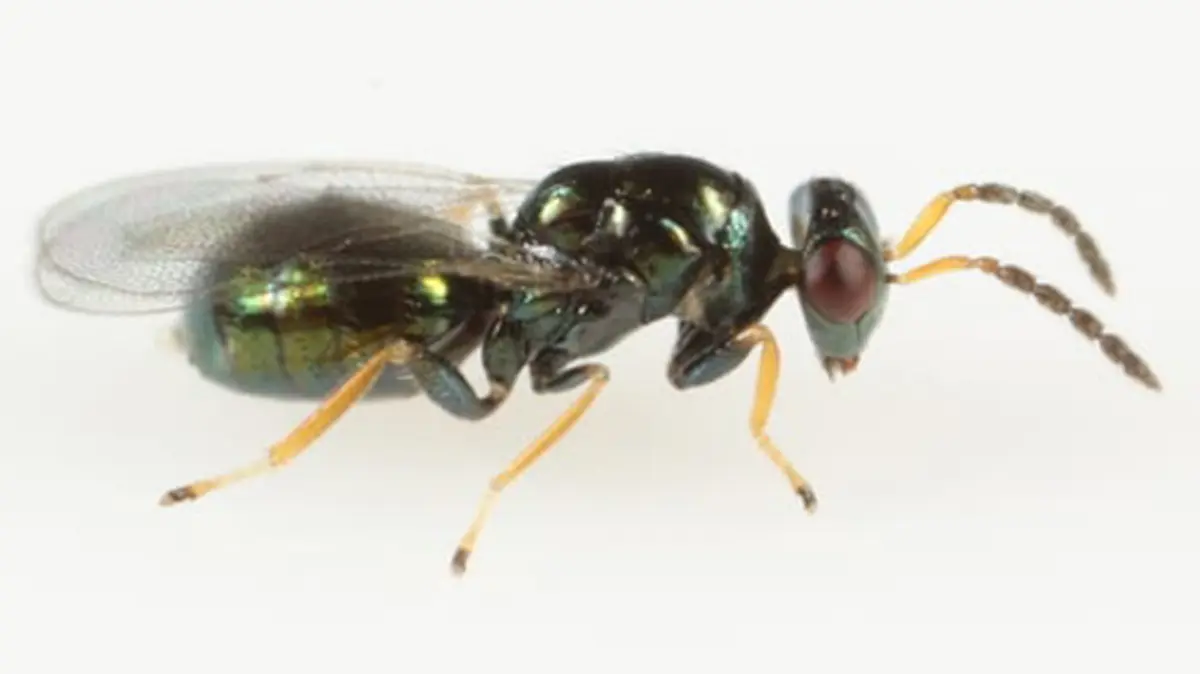 Tetrastichus narayandebnathi – a newly discovered wasp