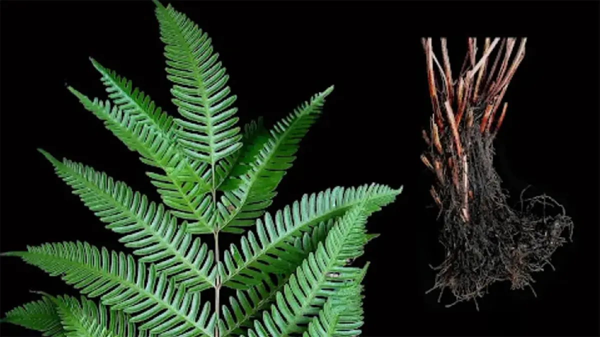 Pteris madhusoodananii: New Fern Described from Tamil Nadu