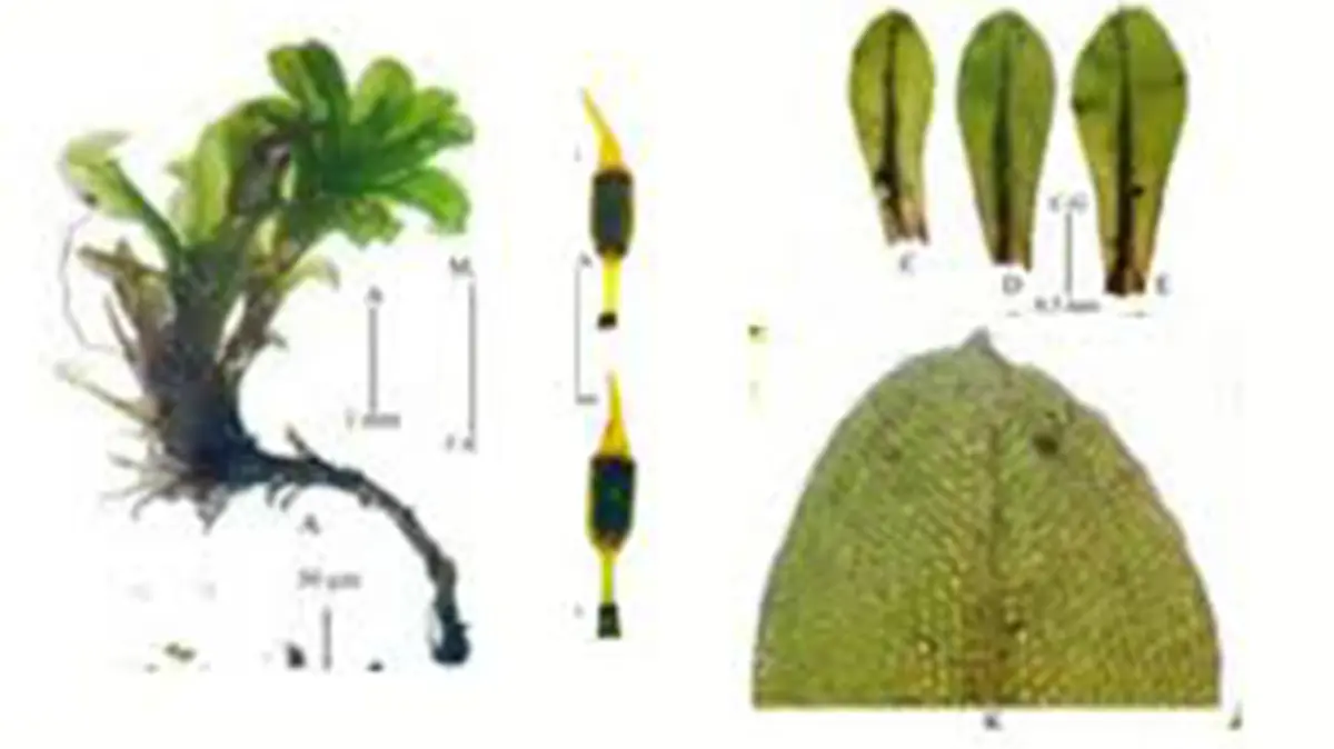 Indopottia himalayensis – A New Moss Species from Uttarakhand