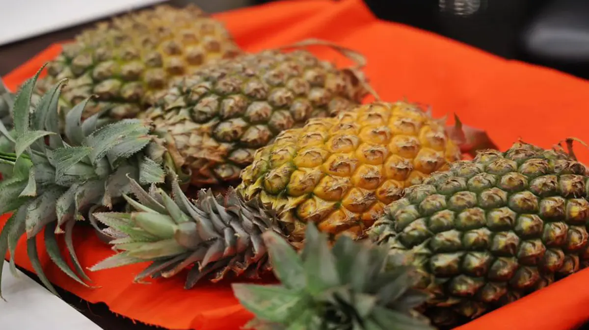 Mission Queen Pineapple for Tripura