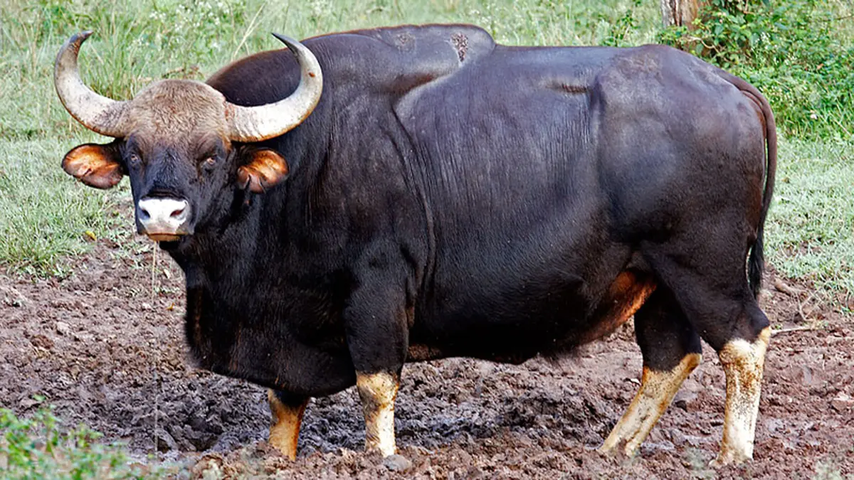 Indian Bison (Gaur)